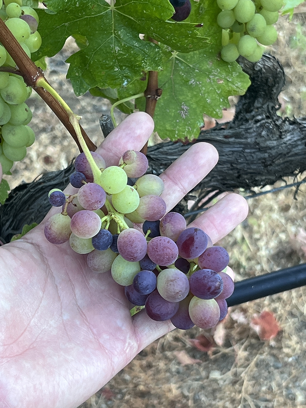SUNSET CELLARS (サンセット・セラーズ) - カリフォルニアのマイクロ